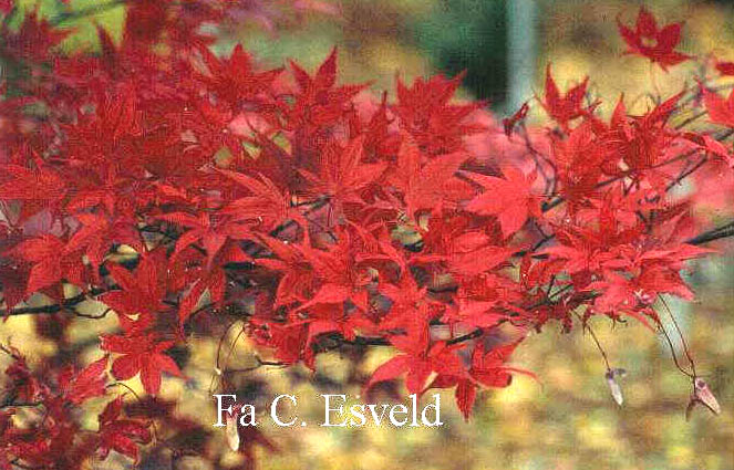 Acer palmatum 'Nure-sagi'