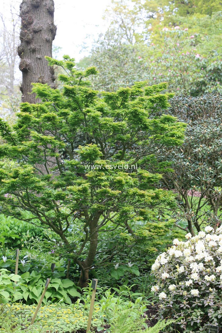 Acer palmatum 'Ōjishi'
