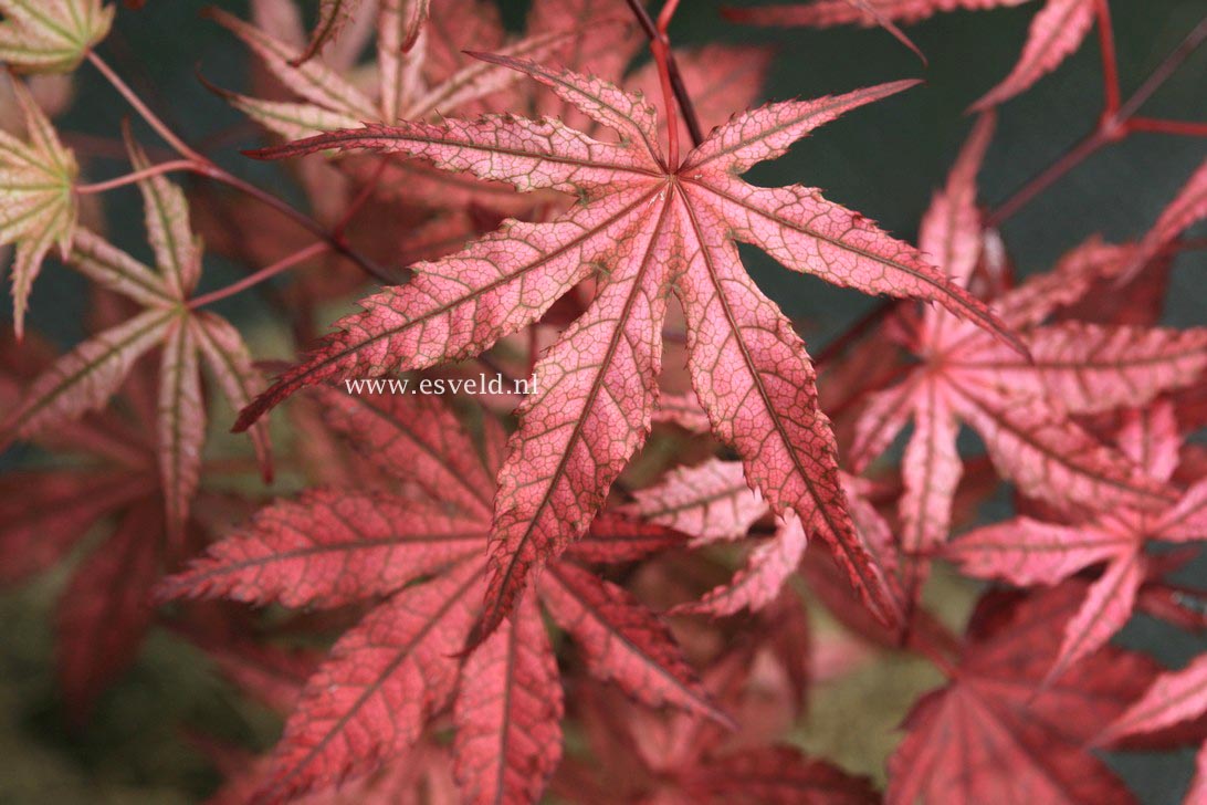 Acer palmatum 'Olsen Frosted Strawberry'