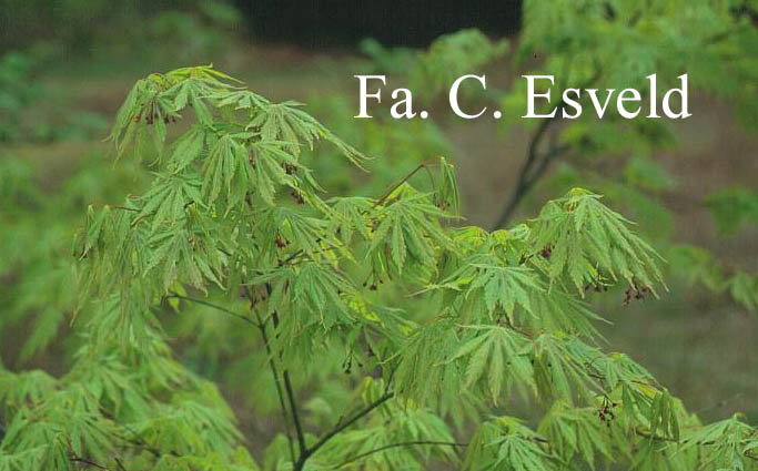 Acer palmatum 'Omura-yama