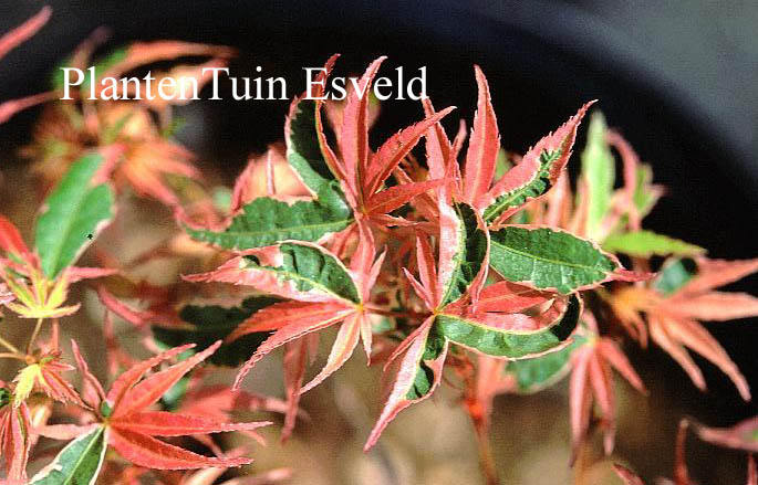 Acer palmatum 'Ori-zuru'