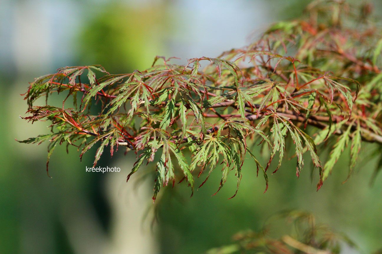 Acer palmatum 'Oriental Lace'