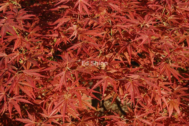 Acer palmatum 'Orion'