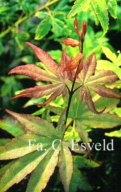 Acer palmatum 'Paul's Variegated'