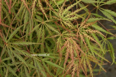 Acer palmatum 'Peggy'