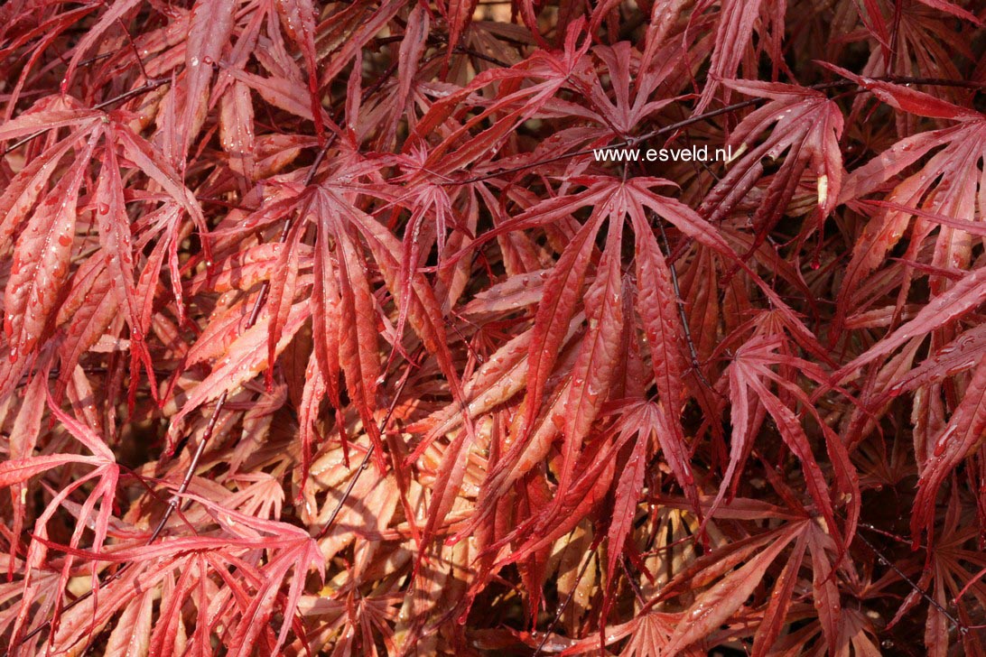 Acer palmatum 'Peve Dave'