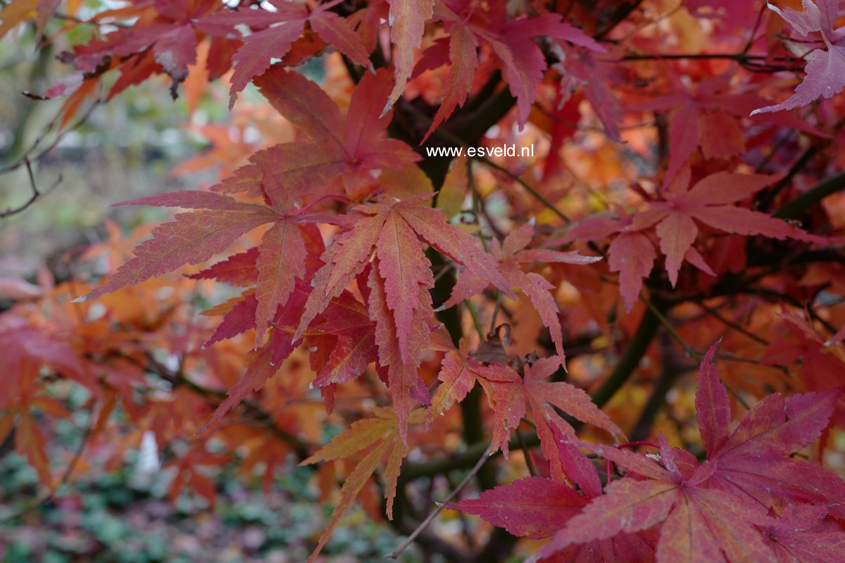 Acer palmatum 'Purple Glory'