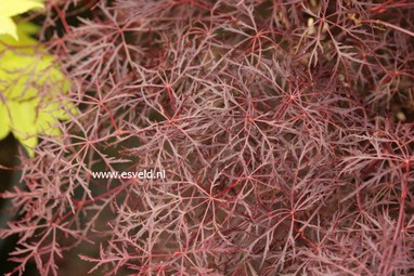 Acer palmatum 'Red Feathers'