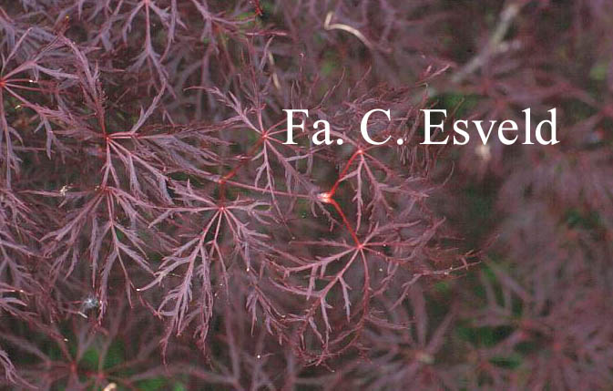 Acer palmatum 'Red Filigree Lace'