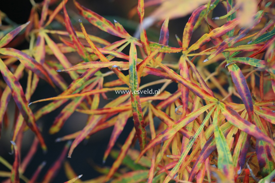 Acer palmatum 'Red Pygmy Seedling'
