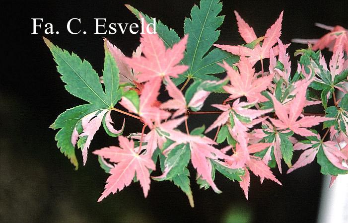 Acer palmatum 'Rokugatsu-en-nishiki'