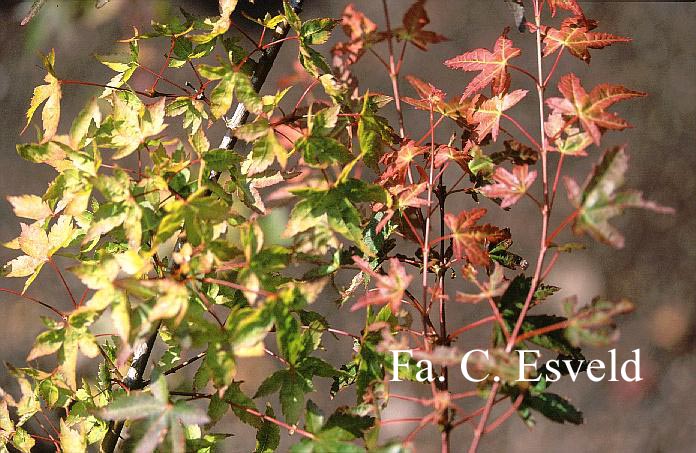 Acer palmatum 'Ruben'
