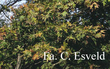 Acer palmatum 'Rubrum'