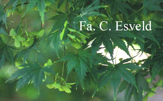 Acer palmatum 'Rufescens'
