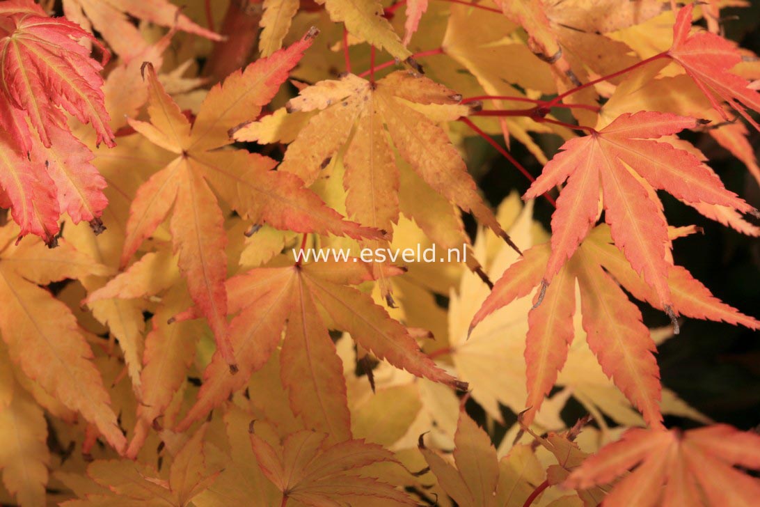 Acer palmatum 'Senski'