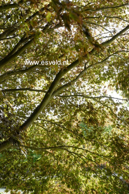 Acer palmatum 'Sherwood Flame'