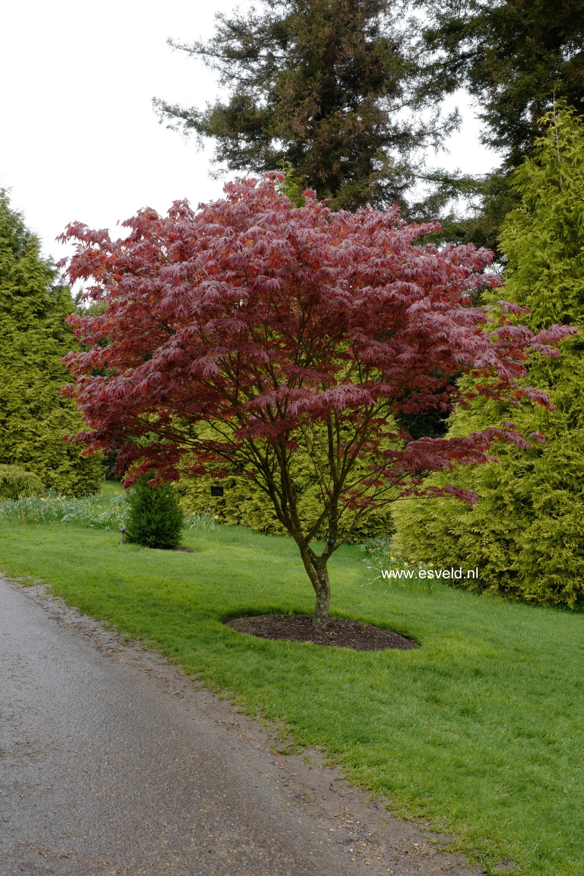 Acer palmatum 'Shichi henge'