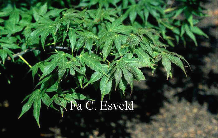 Acer palmatum 'Shigure-zome'