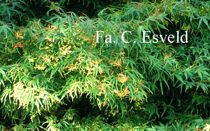 Acer palmatum 'Shinobu gaoka'