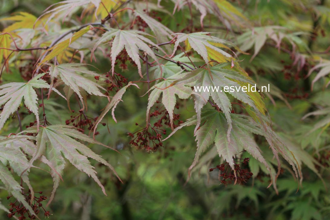 Acer palmatum 'Shinonome'