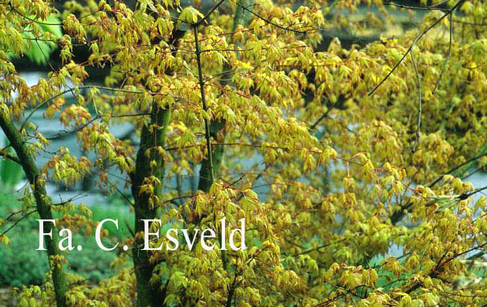 Acer palmatum 'Sode-nishiki'