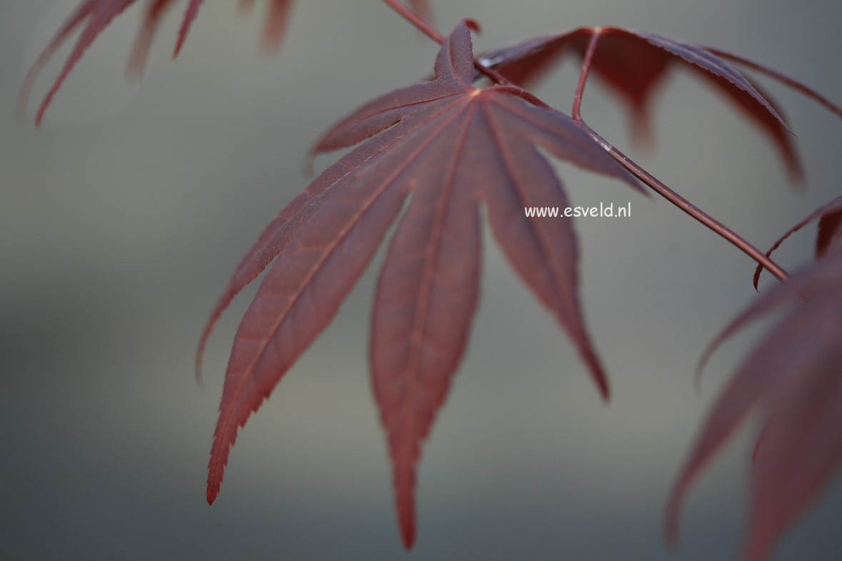 Acer palmatum 'Stanley Park'