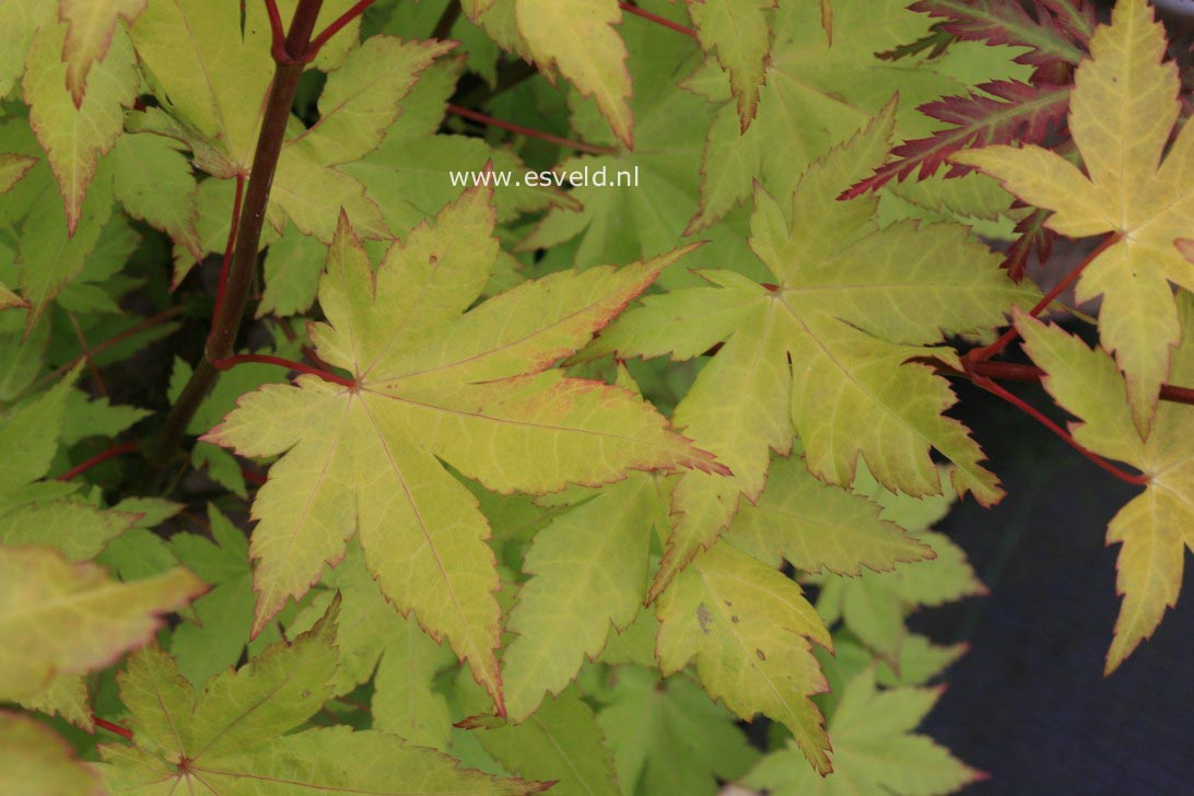 Acer palmatum 'Summer Gold'