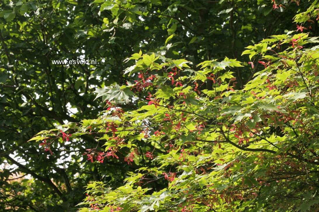 Acer palmatum 'Taihai'