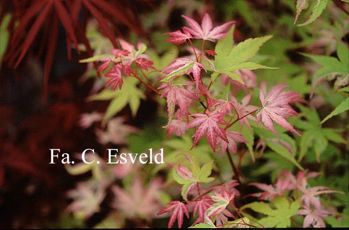 Acer palmatum 'Taiyoh-nishiki'