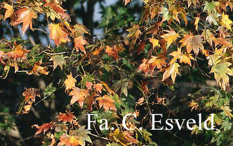 Acer palmatum 'Tatsuta'
