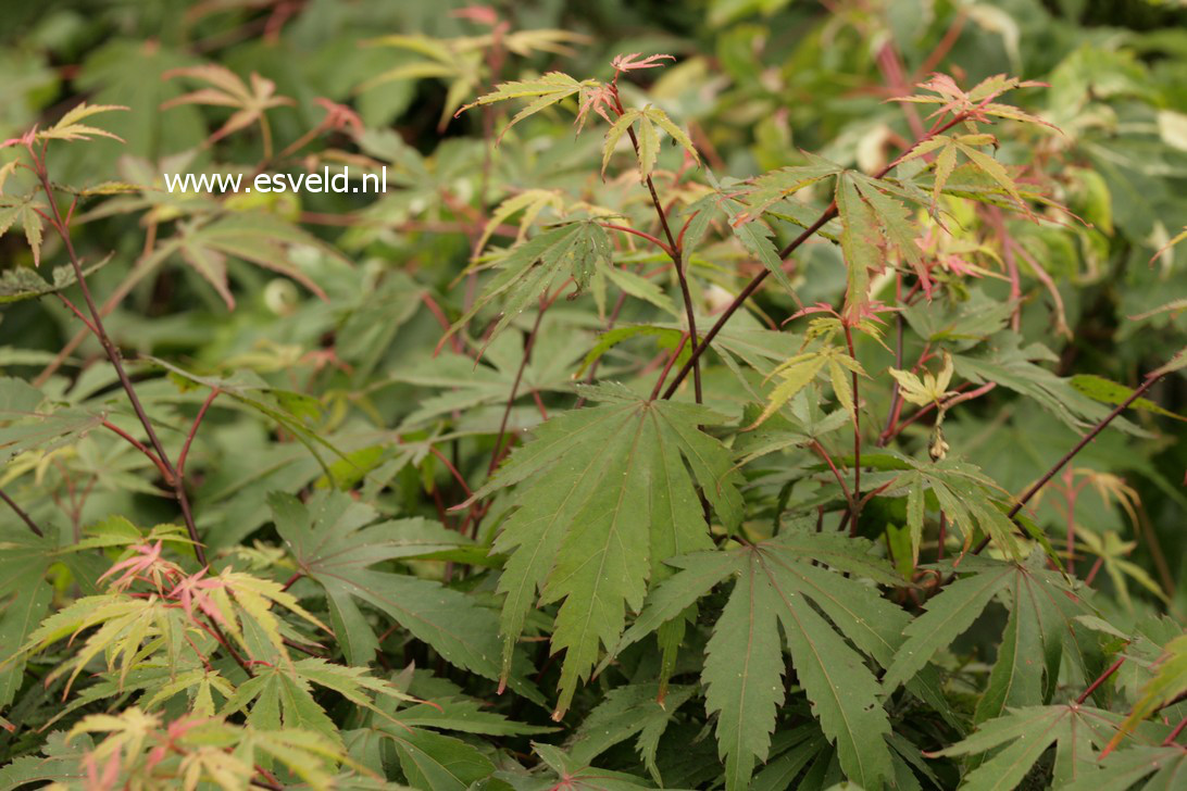 Acer palmatum 'Tedori gawa'