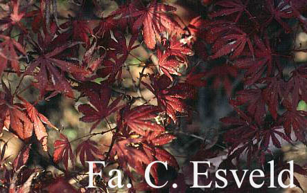 Acer palmatum 'Tsukubane'