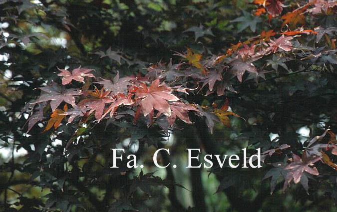 Acer palmatum 'Tsukushi-gata'
