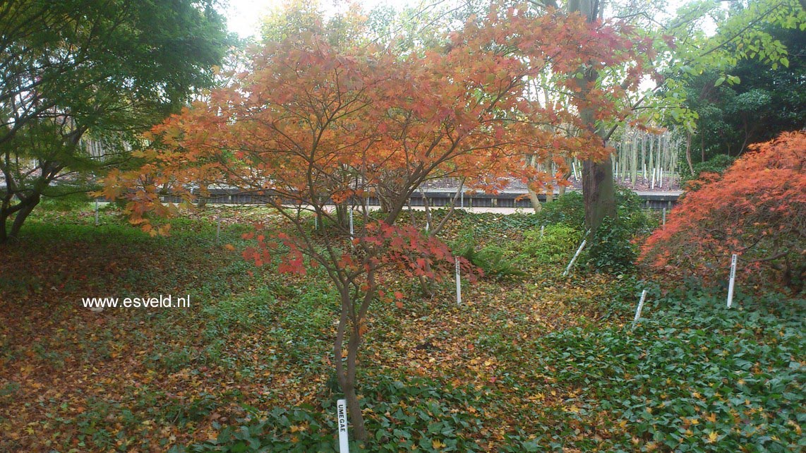 Acer palmatum 'Umegae'