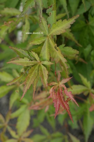 Acer palmatum 'Unebi'