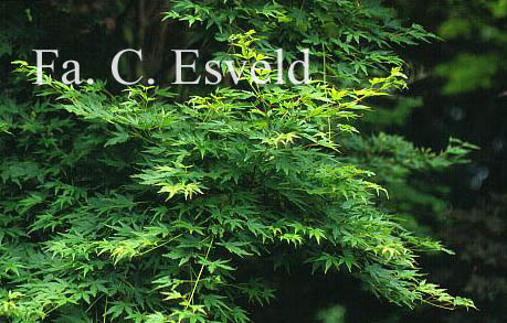 Acer palmatum 'Volubile'