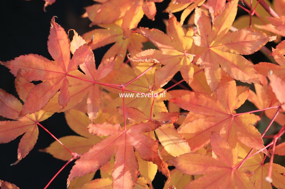 Acer palmatum 'Yama-mura'