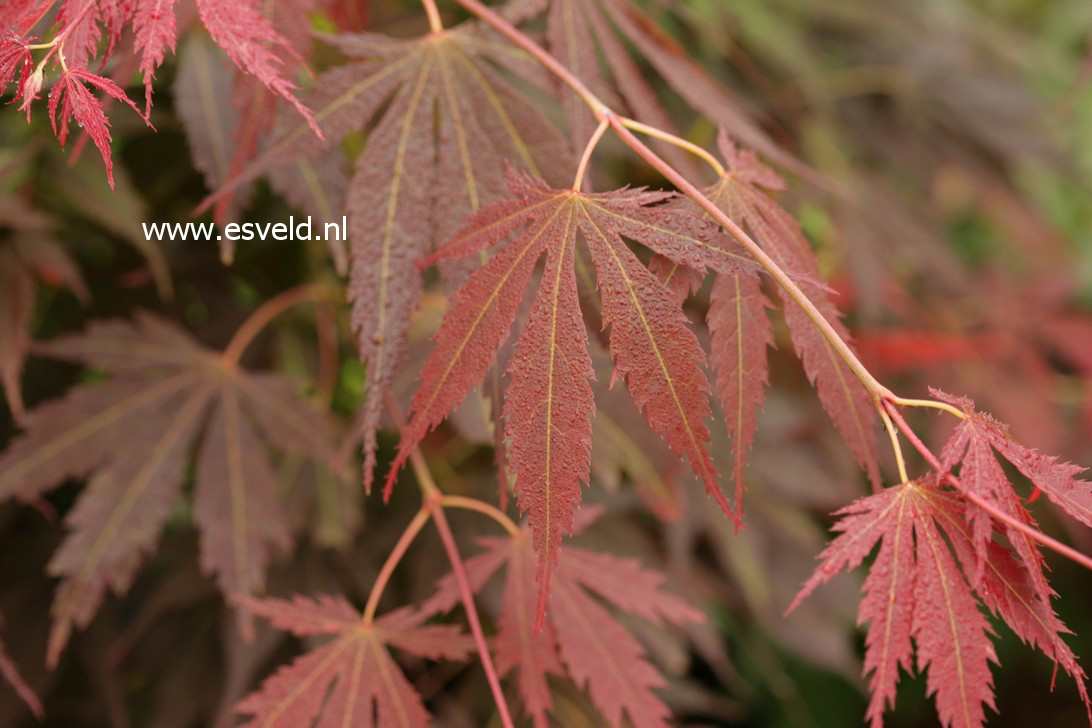 Acer palmatum 'Yama-no-suso'