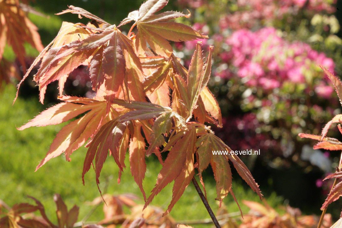 Acer palmatum 'Yamato-gire'