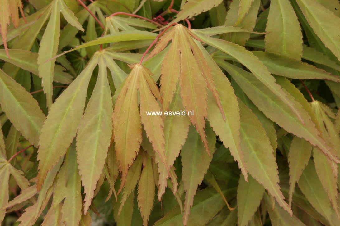 Acer palmatum 'Yoshimizu'