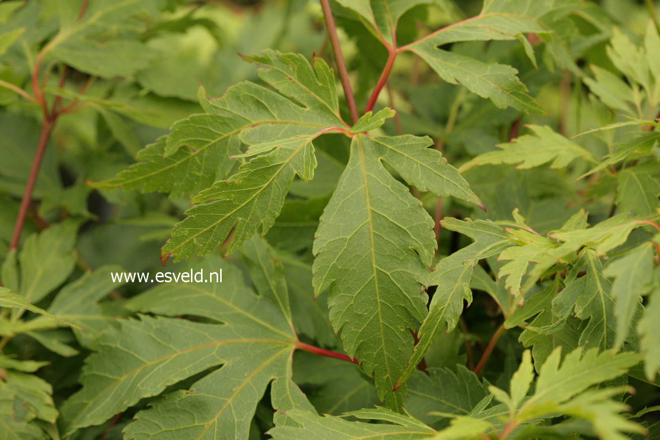 Acer palmatum 'Yushide'