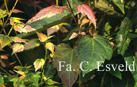 Acer pectinatum 'Alice'