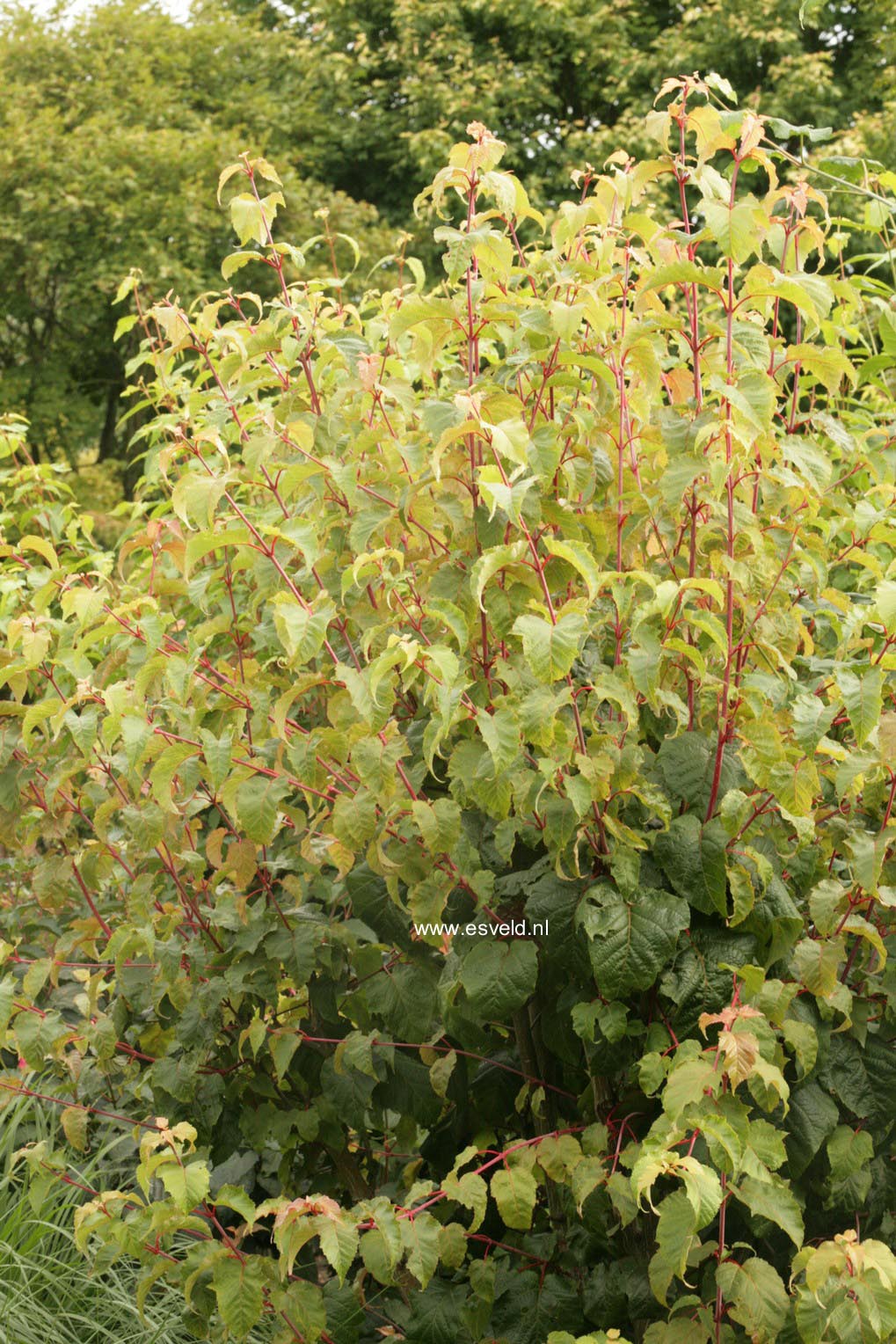 Acer pectinatum 'Mozart'