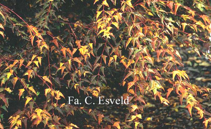 Acer pectinatum ssp. maximowiczii