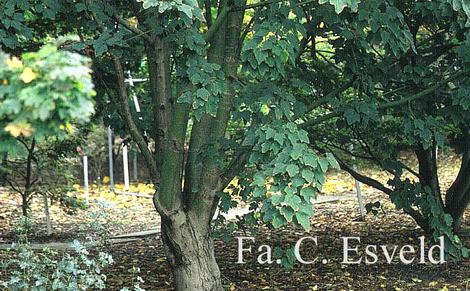 Acer pectinatum ssp. taronense