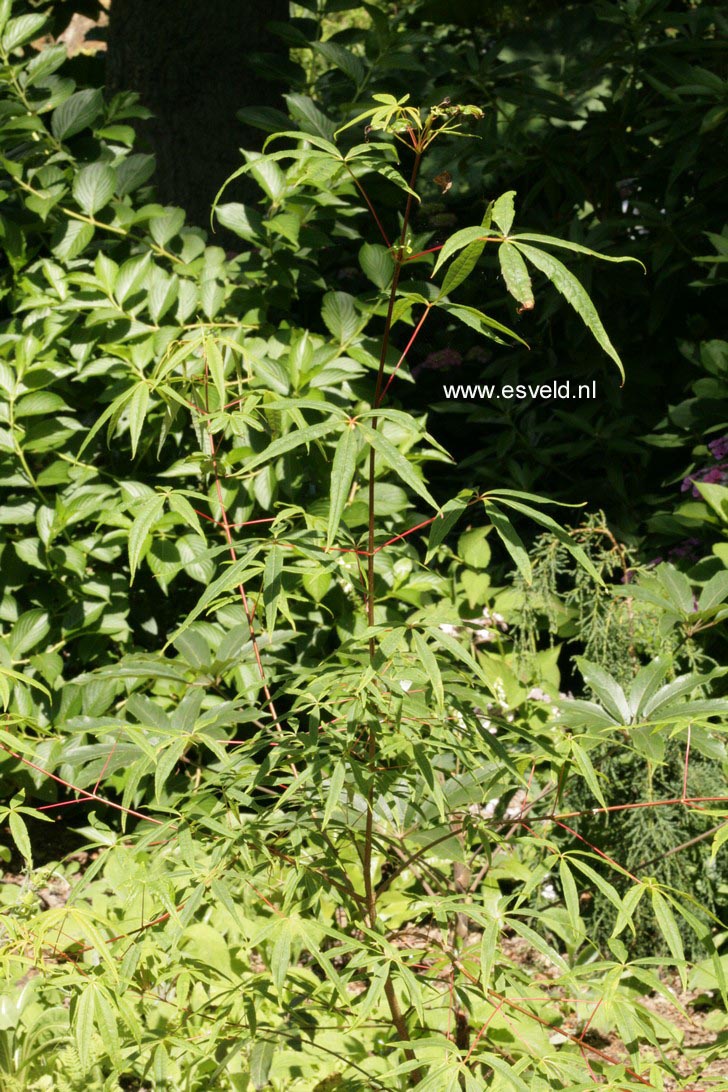 Acer pentaphyllum