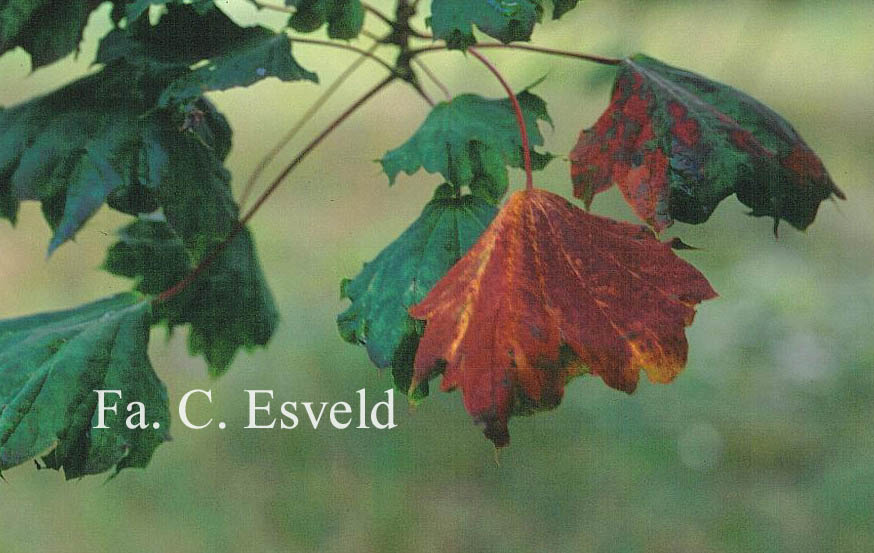 Acer platanoides 'Cucullatum'