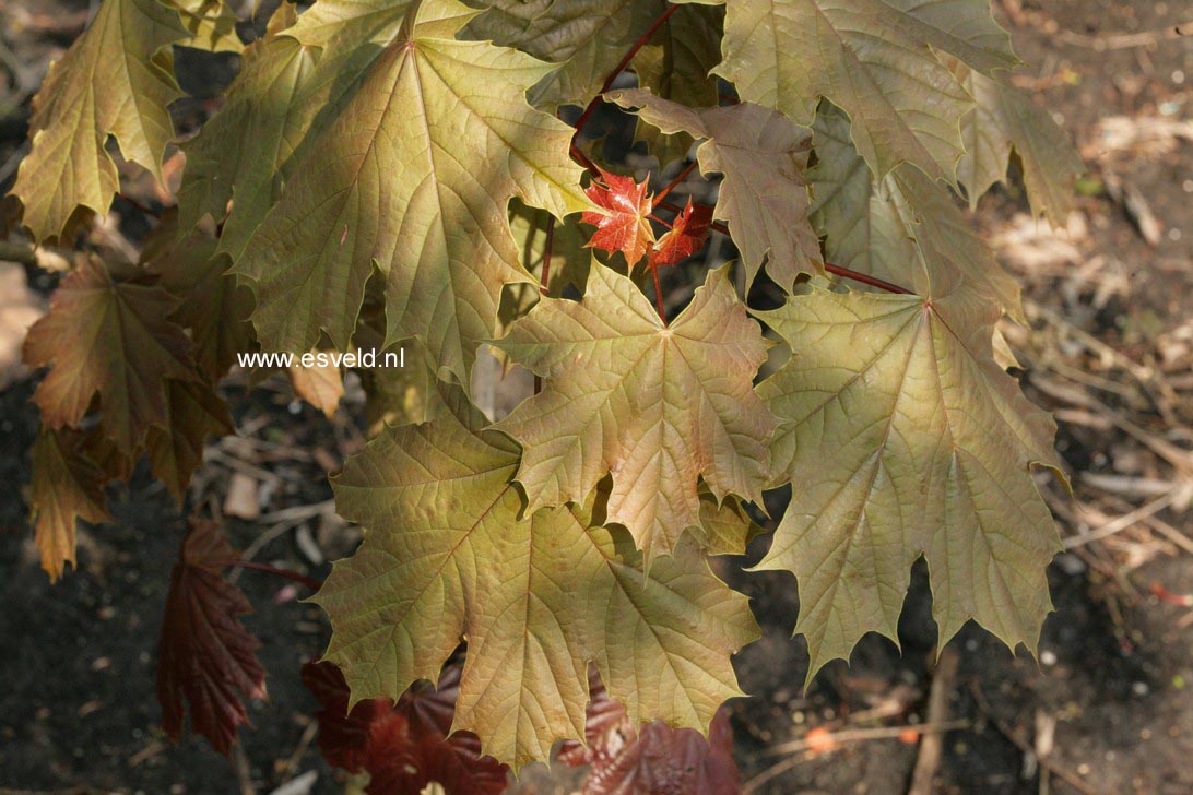 Acer platanoides 'Meyering'