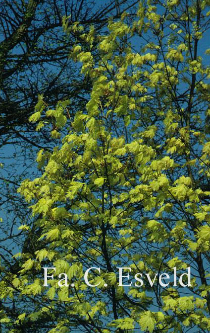 Acer platanoides 'Walderseei'