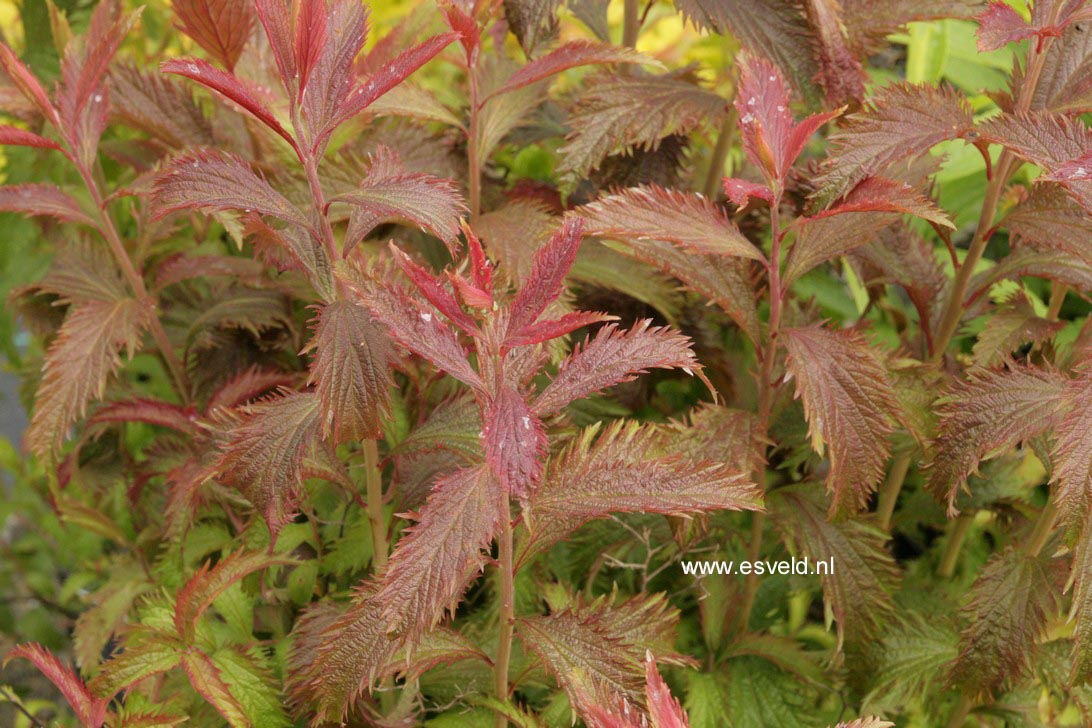 Acer pseudoplatanus 'Corstorphinense'
